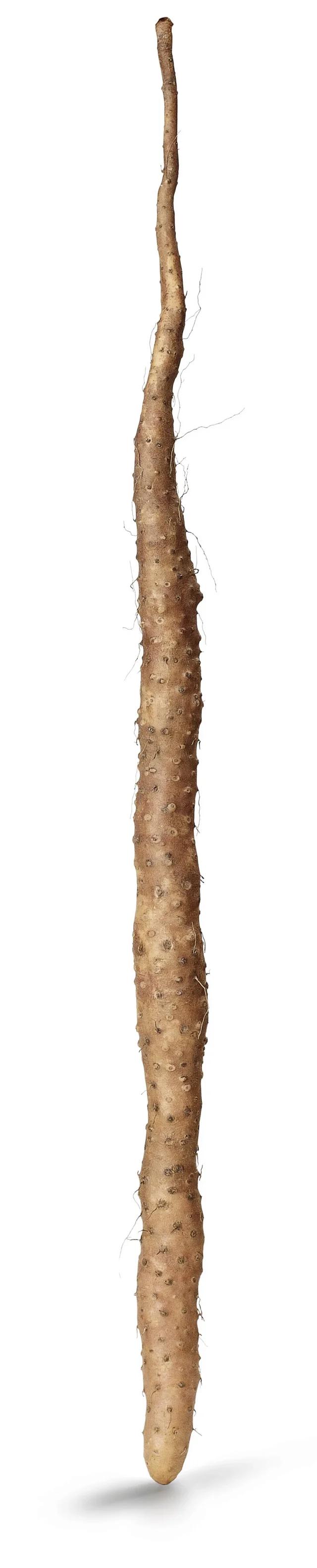 怀山药