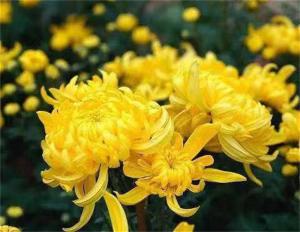 怀菊花