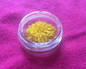 云台冰菊之心素如简